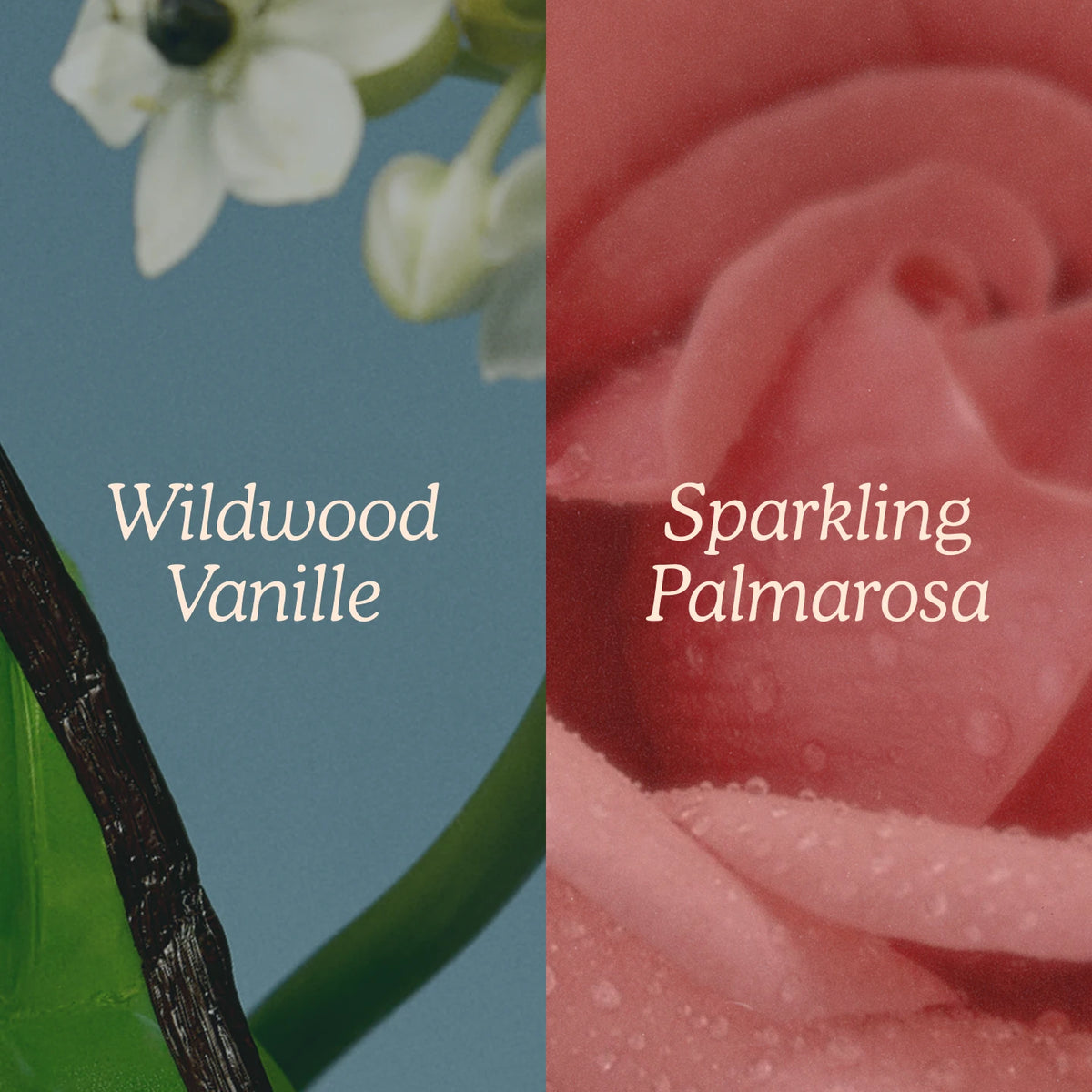 Water Balm Fragrance Duo